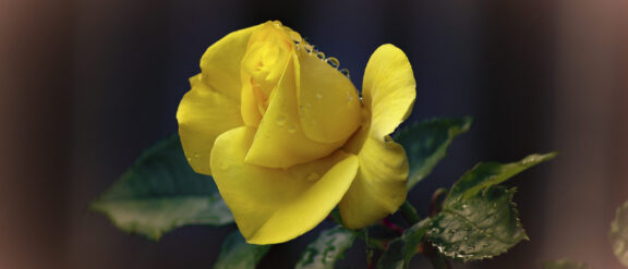 Flowers NZ